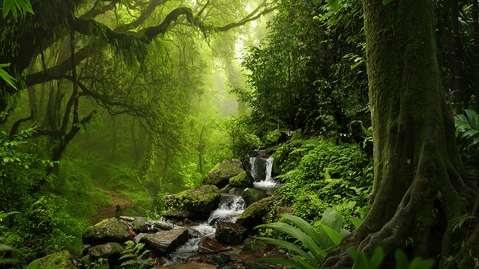 Direito Florestal